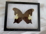 Real Malaysian RARE NEORINA LOWII NEOPHYTA Mount Butterfly TAXIDERMY Insect Bug Specimen