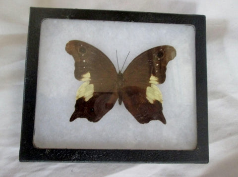 Real Malaysian RARE NEORINA LOWII NEOPHYTA Mount Butterfly TAXIDERMY Insect Bug Specimen