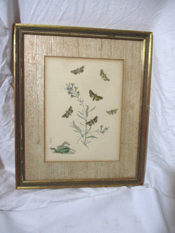 Vintage Antique BUTTERFLY CATERPILLAR BUG INSECT Print Frame Picture ART