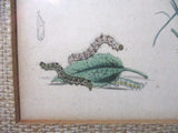 Vintage Antique BUTTERFLY CATERPILLAR BUG INSECT Print Frame Picture ART