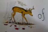 Vtg 1970 PHILLIPS MAP OF NORTHERN MAINE Chart NEW BRUNSWICK Hunt Fish