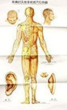 The New Wall Map of Meridians and Points of Acupuncture and Tuina Healing Reference