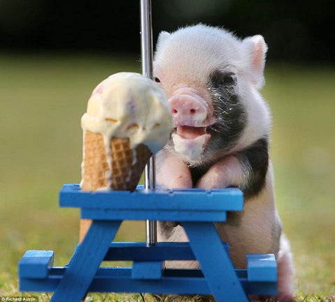 Delicious Pig Parfait!