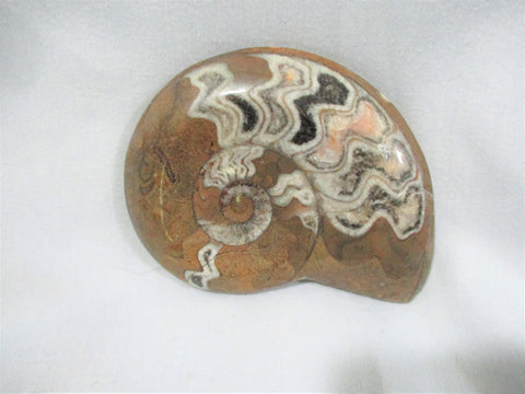 3.5" AMMONITE SHELL FOSSIL Stone Paperweight Natural History