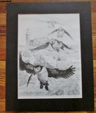 Vintage Hand SIGNED KAREN L. ALLABEN-CONFER PUFFIN BIRD Print Picture Wildlife ART