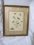 Vintage Antique BUTTERFLY CATERPILLAR BUG INSECT Print Frame Picture ART