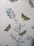 Vintage Antique BUTTERFLY CATERPILLAR BUG INSECT Print Frame Picture ART