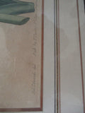 Antique 1802 SYD EDWARDS BOTANICAL FLORAL Framed Print ART No. 590