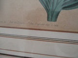 Antique 1802 SYD EDWARDS BOTANICAL FLORAL Framed Print ART No. 583
